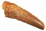 Fossil Spinosaurus Tooth - Real Dinosaur Tooth #298407-1